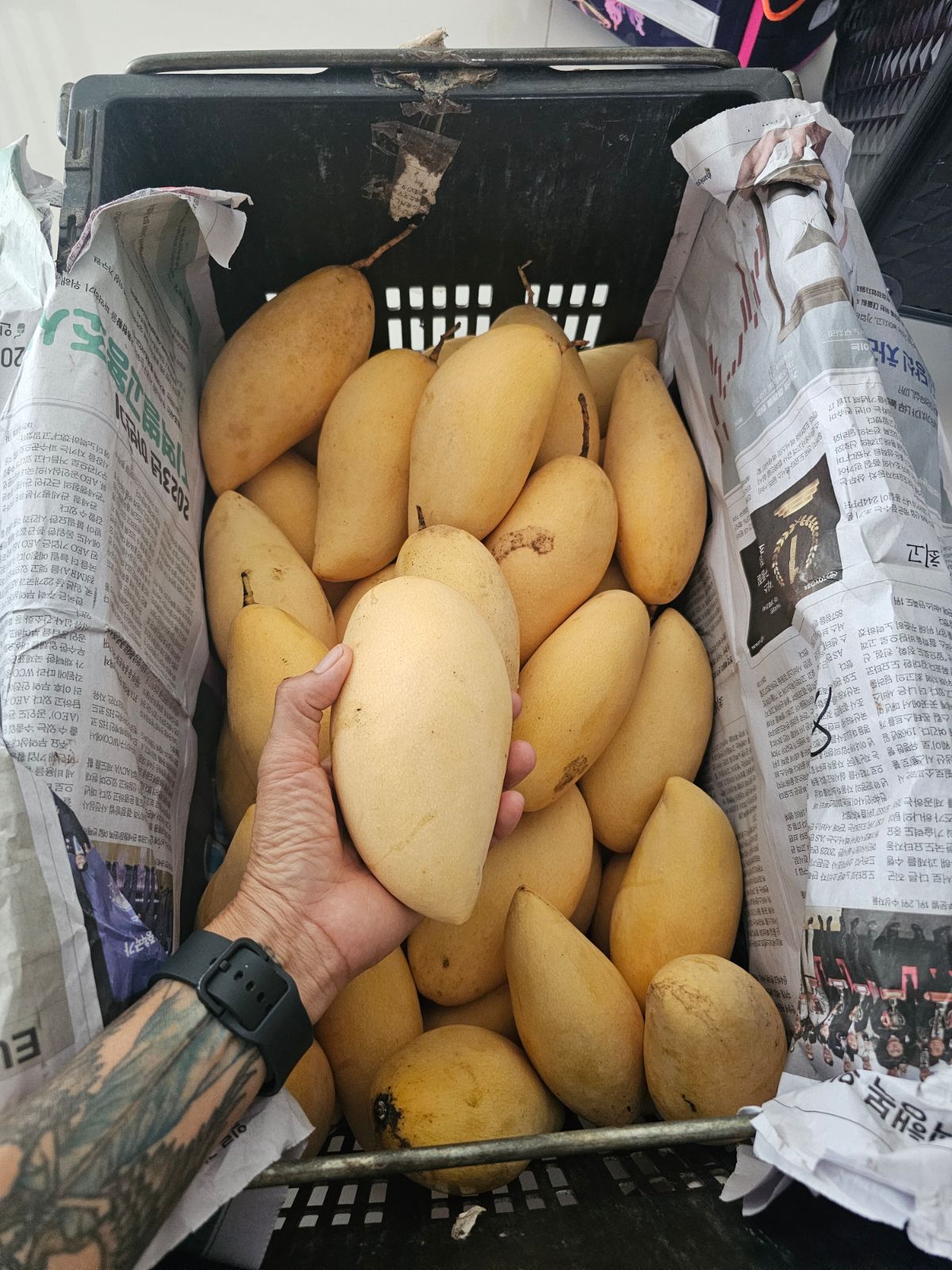 Premium fresh mangoes for Khao Niao Mamuang in Kuala Lumpur